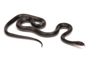 Boaedon (Lamprophis) fuliginosus, Black NC
